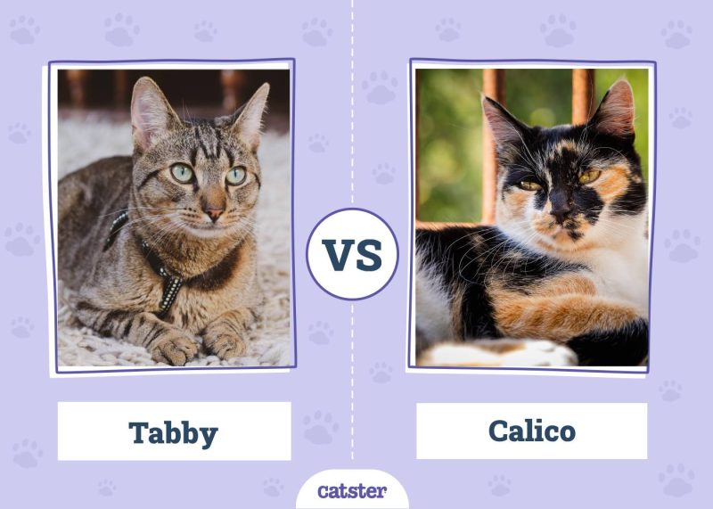 Tabby VS Calico
