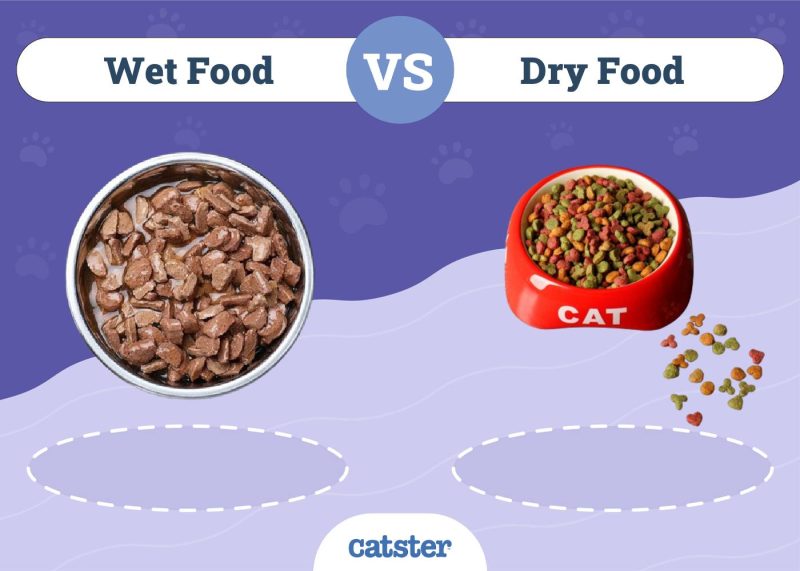 Wet VS Dry Food