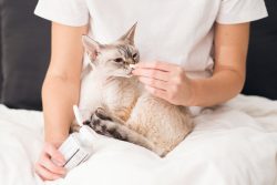 How to Increase Red Blood Cells in Cats: Anemia Treatment & Prevention ...