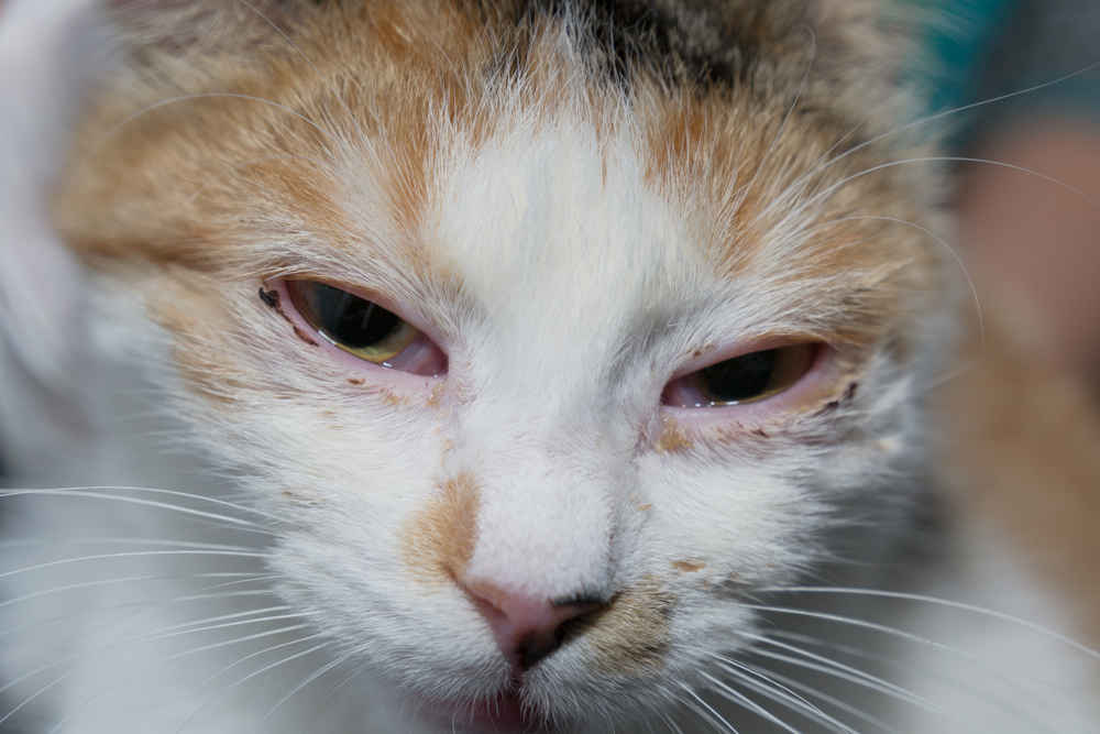 adult cat with herpesvirus infection and purulent conjunctivitis