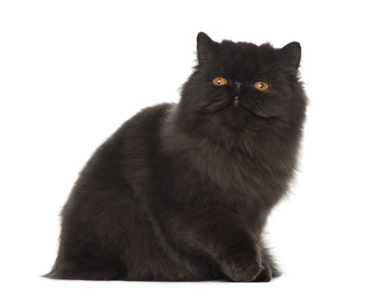 Black Persian Cat: Info, Pictures, Facts & History - Catster