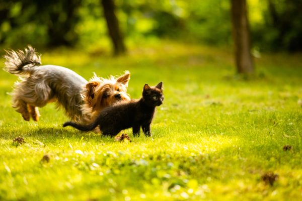 Why Do Dogs Chase Cats? Myths, Possible Causes & Vet-Approved Solutions ...