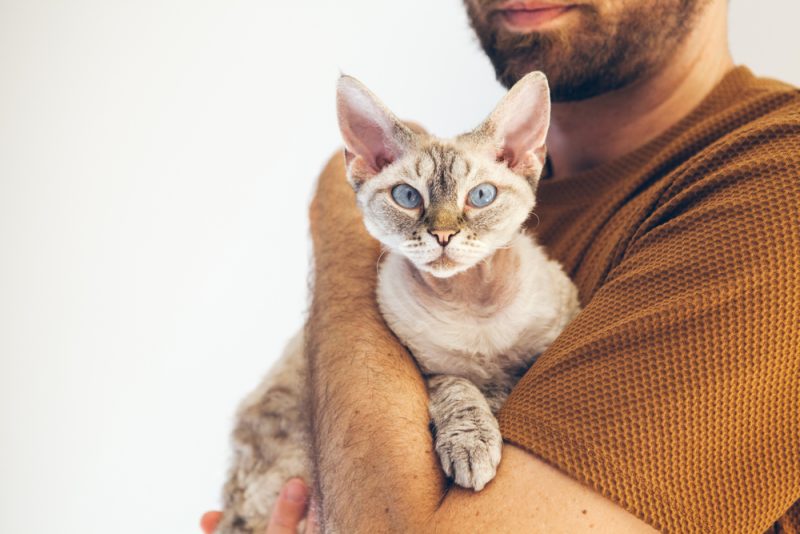 male owner holding his devon rex cat male owner holding his devon rex cat