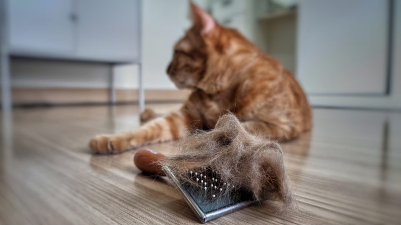 pet hair brush with pet fur clump after grooming cat on the floor