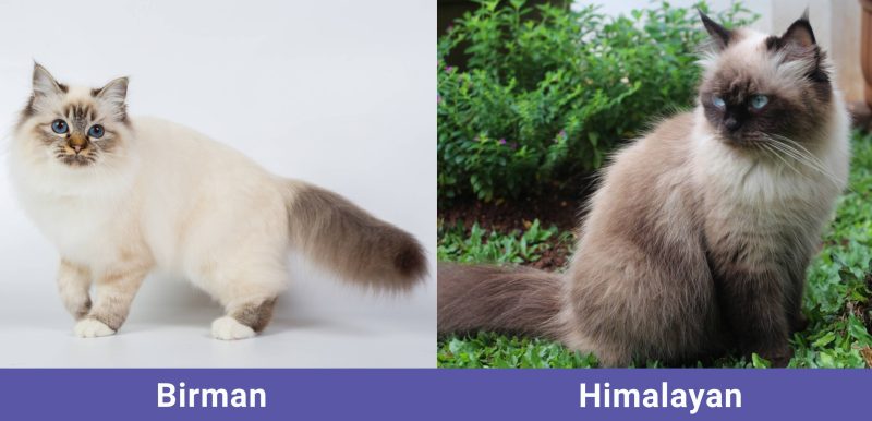 Birman Cat vs Himalayan Cat: Notable Differences (With Pictures) - Catster