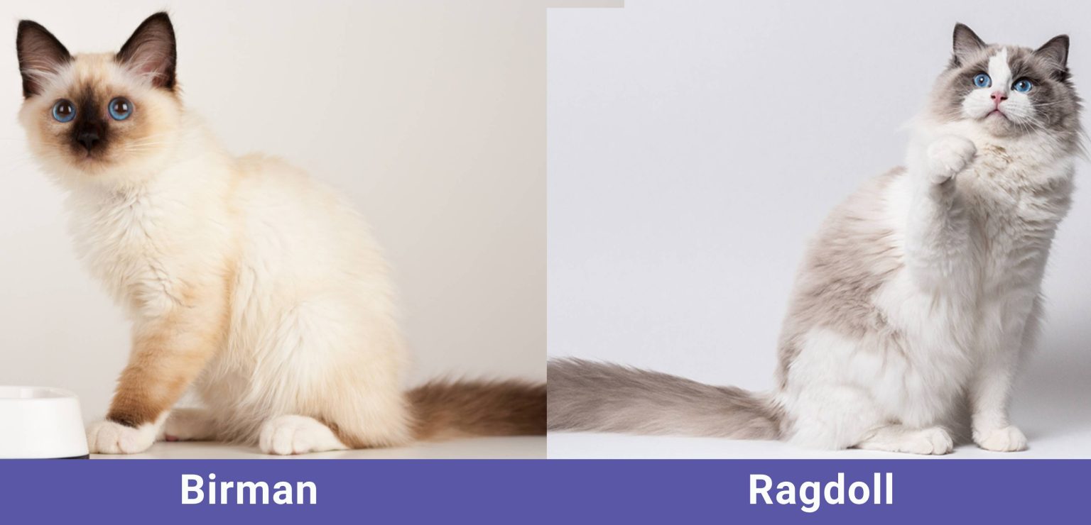 Birman vs Ragdoll The Differences (With Pictures) Catster