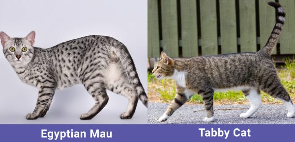 Egyptian Mau vs. Tabby Cat: The Differences (With Pictures) - Catster