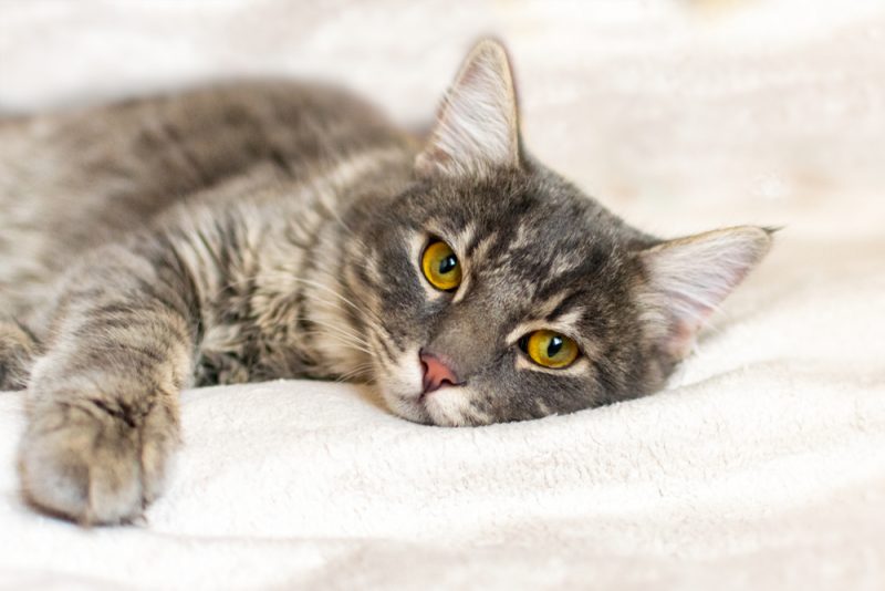 tabby cat looking sad or sick lying on bed