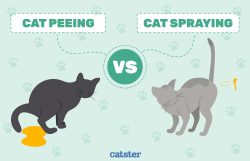Do Male Cats Spray? Vet-Reviewed Facts & FAQ - Catster