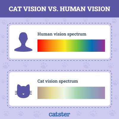 Can Cats See Color? Vet Approved Feline Vision Guide - Catster