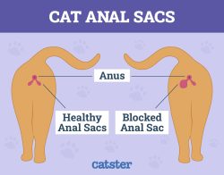 Why Does My Cat’s Poop Smell So Bad? 8 Vet-Verified Reasons & Solutions