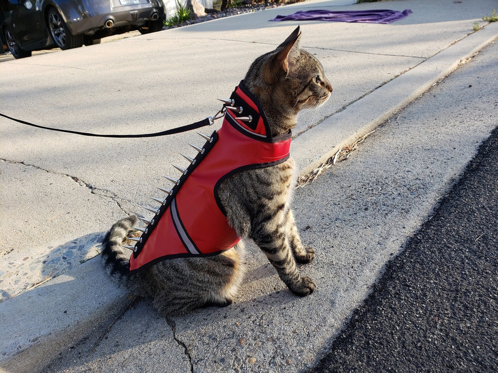 Coyote spike vest for cats