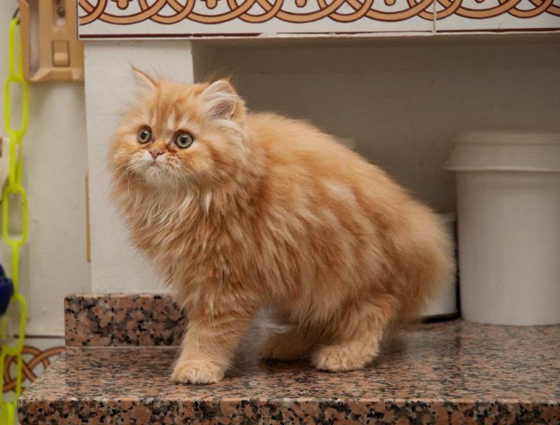 Blue Persian Cat Breed Info Pictures Care Facts Catster