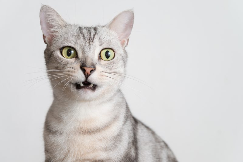 american shorthair cat with mouth slightly open
