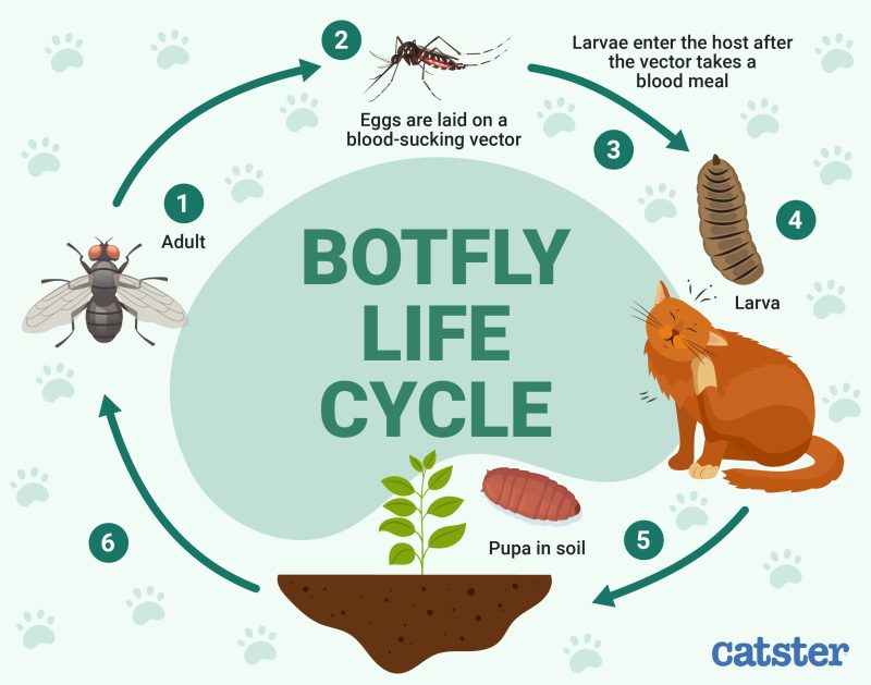 Botflies in Cats Signs, Causes & Care (Vet Verified) Catster