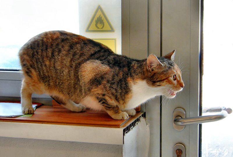 tricolor cat in heat