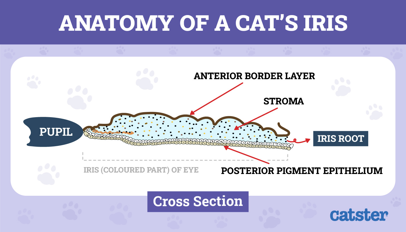 Why Do Some Black Cats Have Orange Eyes Vet Approved Facts FAQ Catster