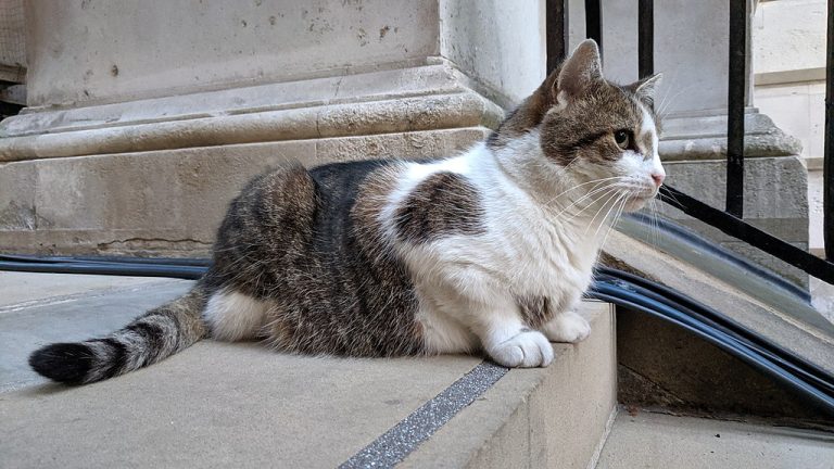 Who Is Larry the Cat? History & Facts of the British Prime Ministers