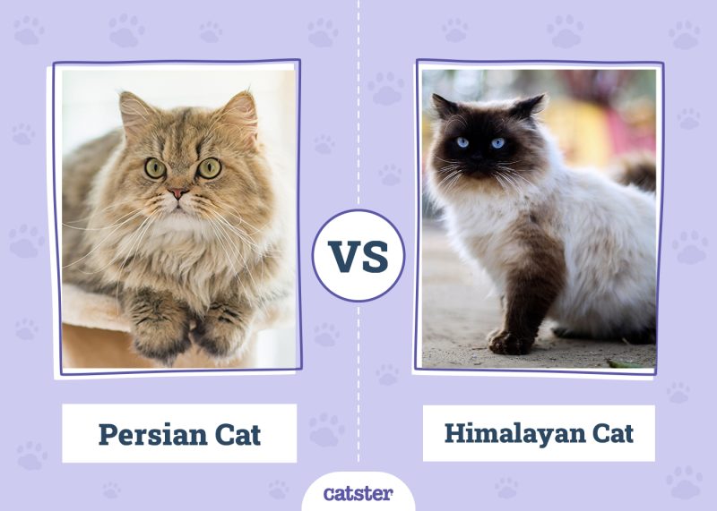 Persian Cat vs Himalayan Cat