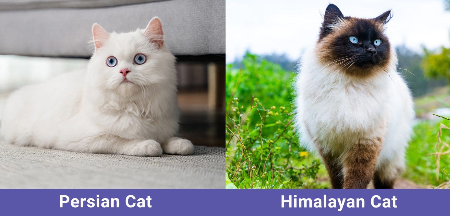 Persian vs Himalayan Cat: What’s the Difference? (With Pictures) - Catster