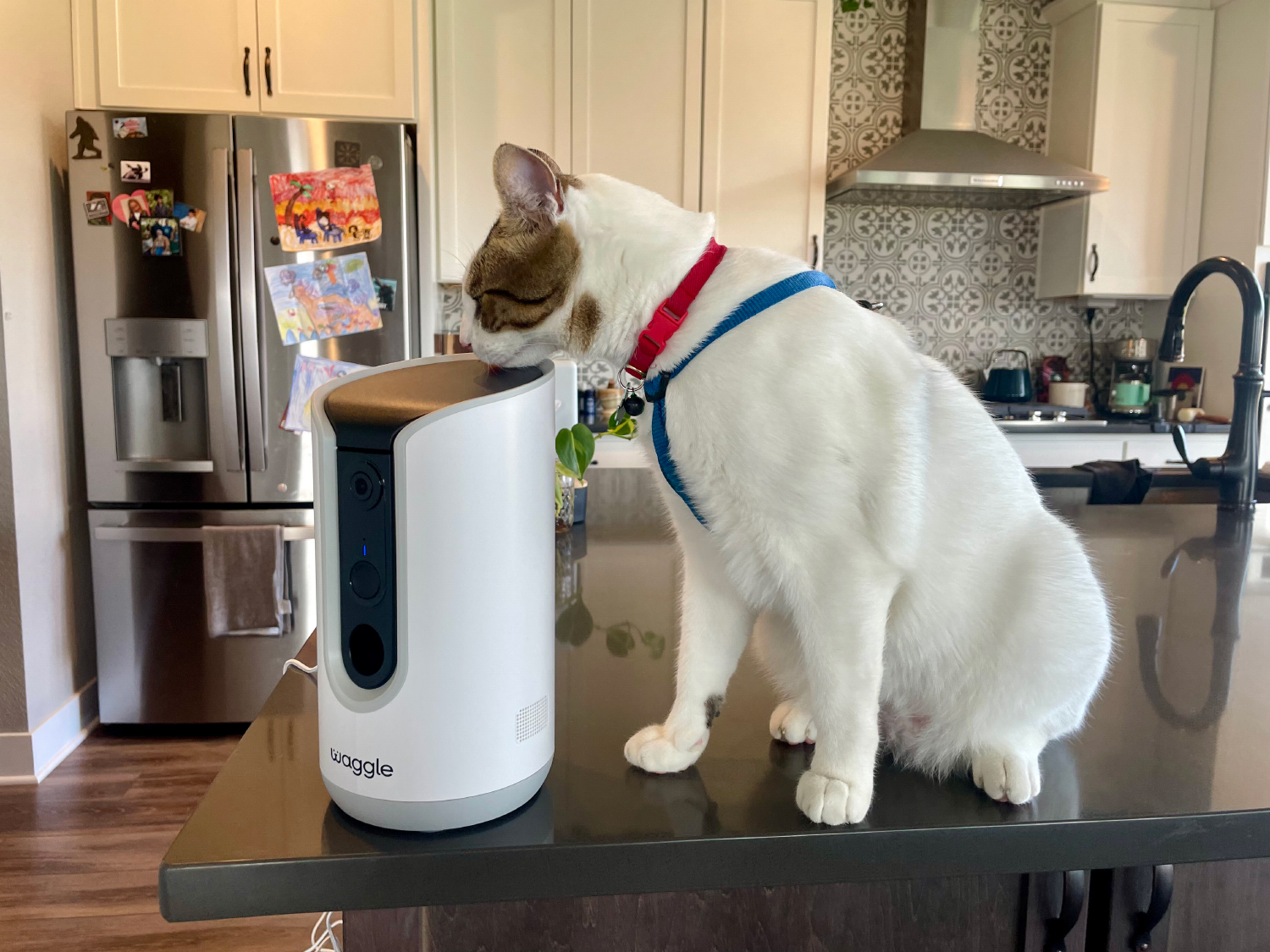 Waggle Pet Camera - makoa sniffing the product