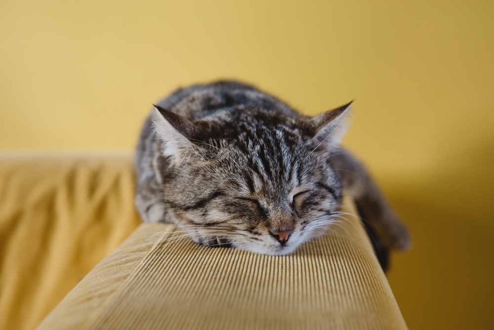 cat sleeping in a loaf position