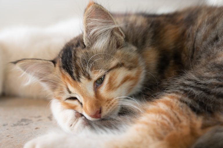 View of Hemolytic Anemia in Cats: Our Vet Explains the Causes, Treatment & FAQs - Catster