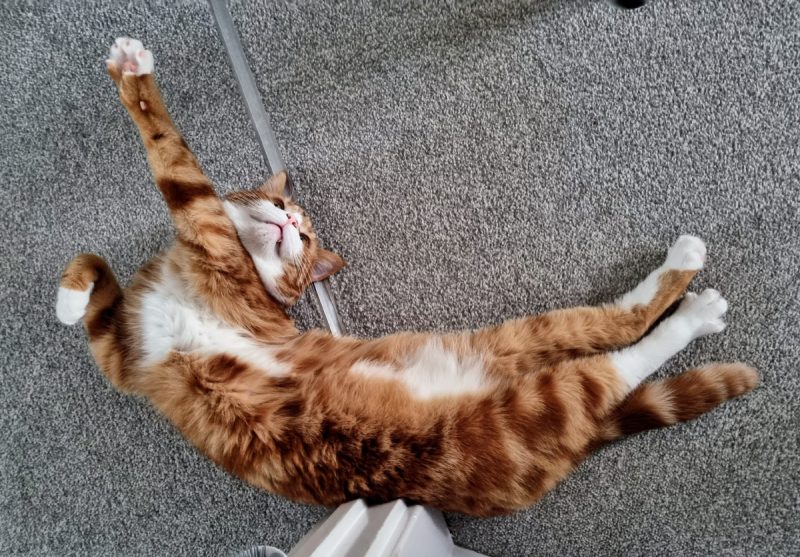 Alex prefers less 'dignified' poses
