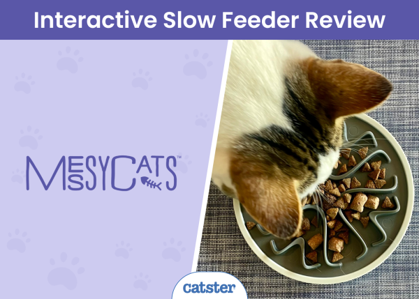 A closer look at Cat Interactive Feeder Products Review