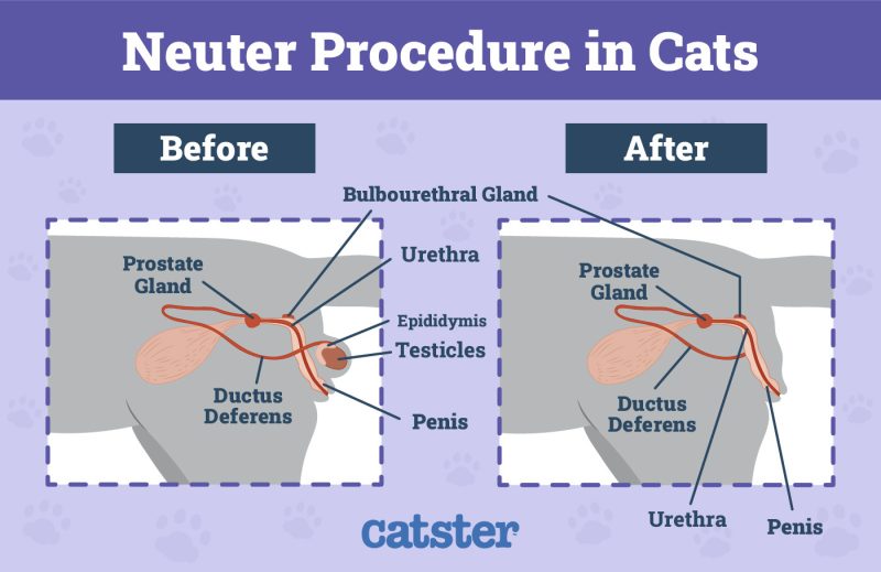 Do Neutered Cats Still Mate? VetApproved Facts Catster
