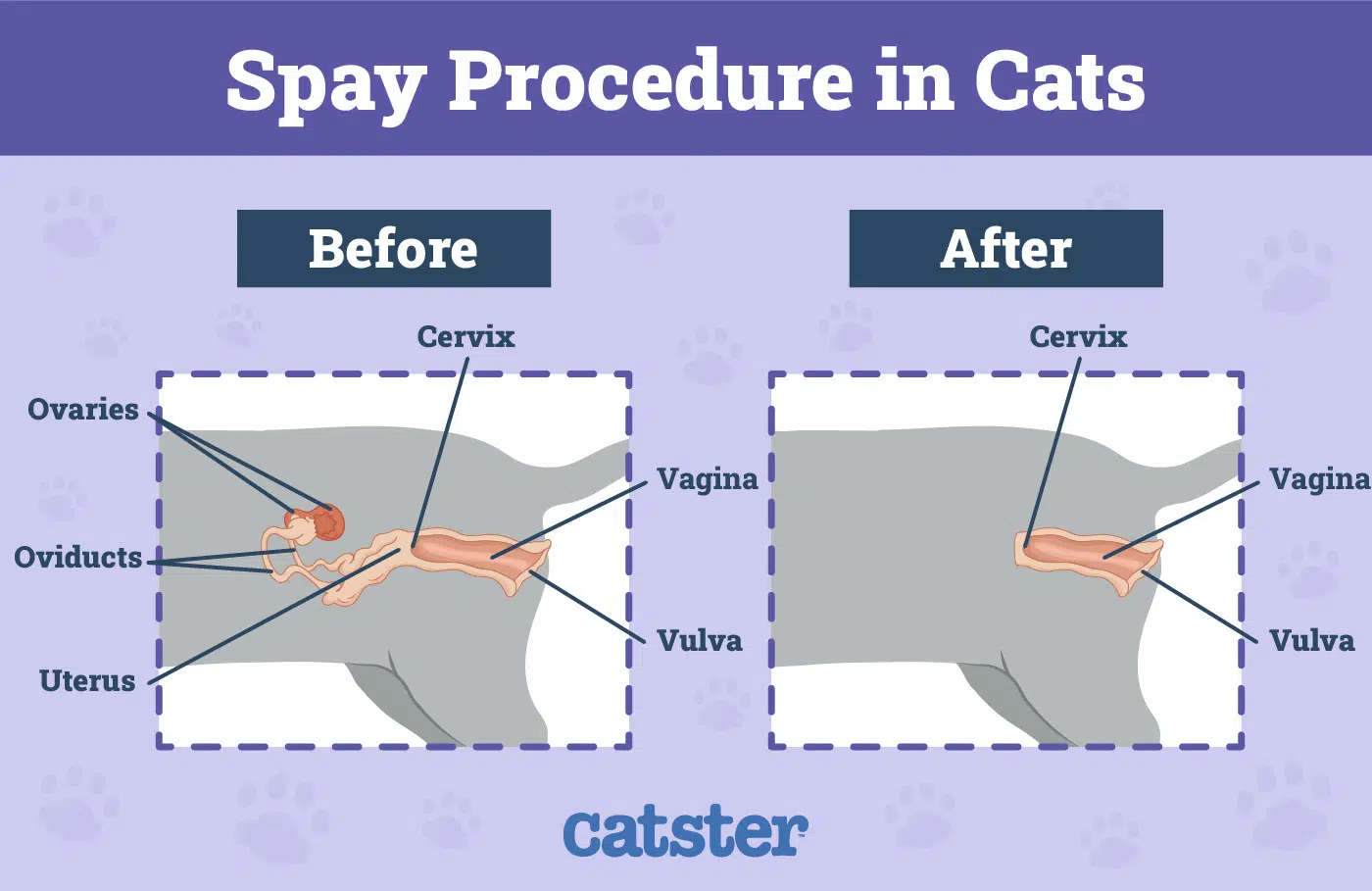 Female Cat Spaying in Hyderabad @ ₹6,500 Female Cat Spaying in Hyderabad
