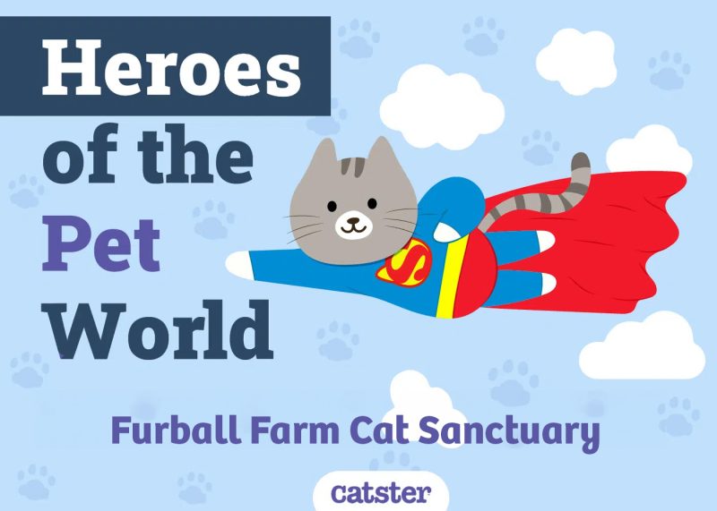 Furball Farm Cat Sanctuary Featured Image