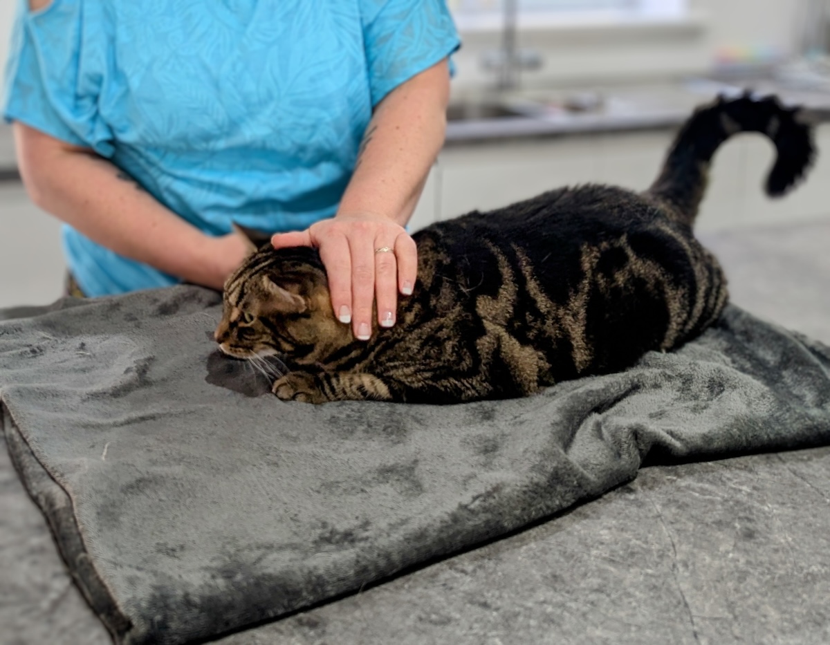 Sometimes I Scruff: Thoughts On a Controversial But Practical Technique ...