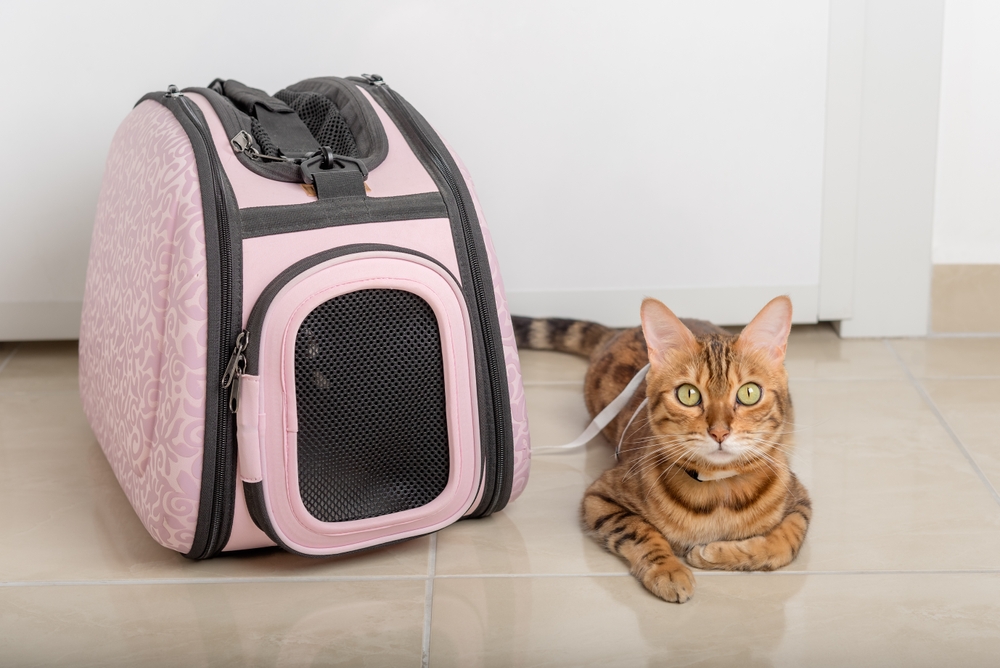bengal cat leashed next to a pet carrier