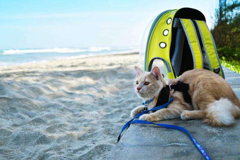 cat in harness with leash lying on the beach next to a pet carrier