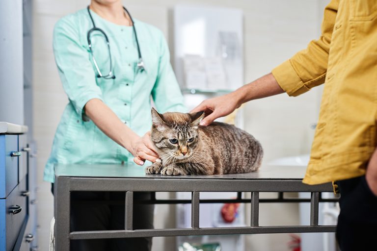 How Much Does It Cost to Euthanize a Cat? 2026 Vet-Verified Price Guide ...