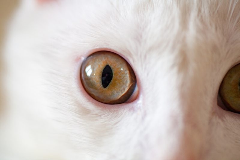 white albino cat with yellow eyes close up