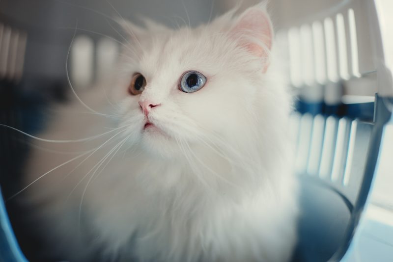 white cat in a pet carrier box
