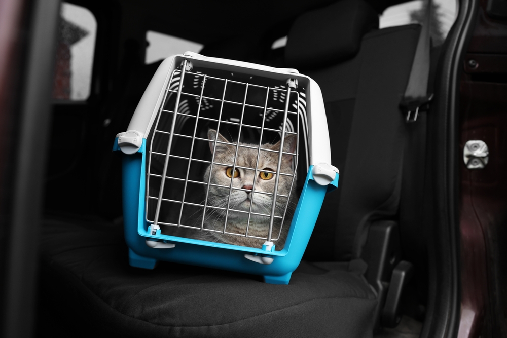 Cat Car Carrier Cat Car Carrier