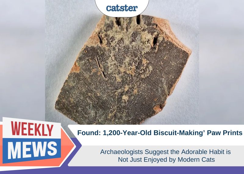 Catster_Weekly Mews_1200 year old biscuit making paw print