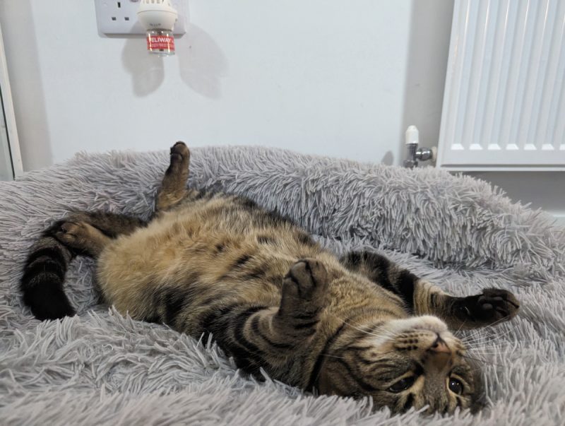 Cyril is a cat with very few cares in the world.