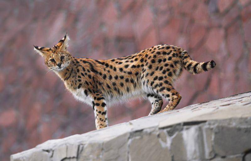 F2 Savannah Cat