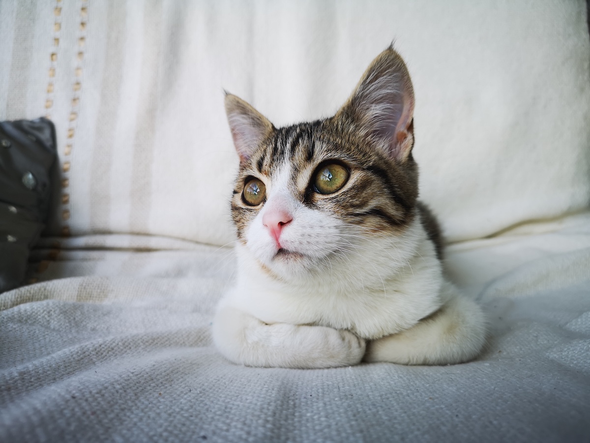 Introducing the Wednesday Cats of Catster: Ivy, Milly & Raphael