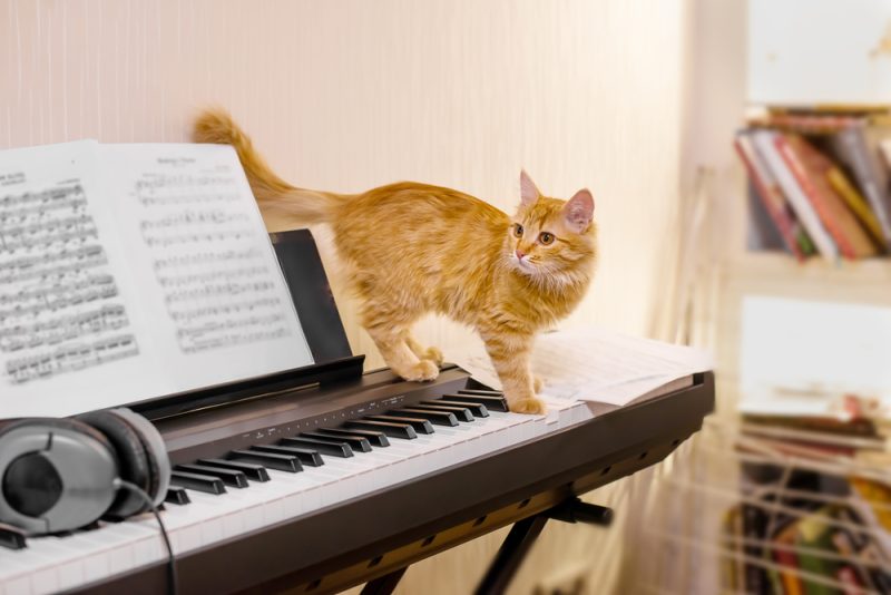 Orange Cat in Piano
