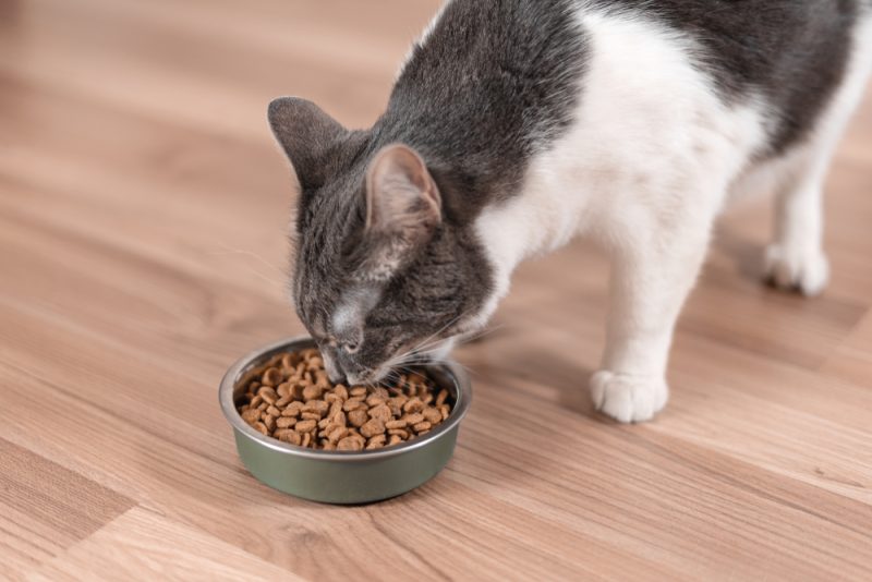 cat eating food from the bowl