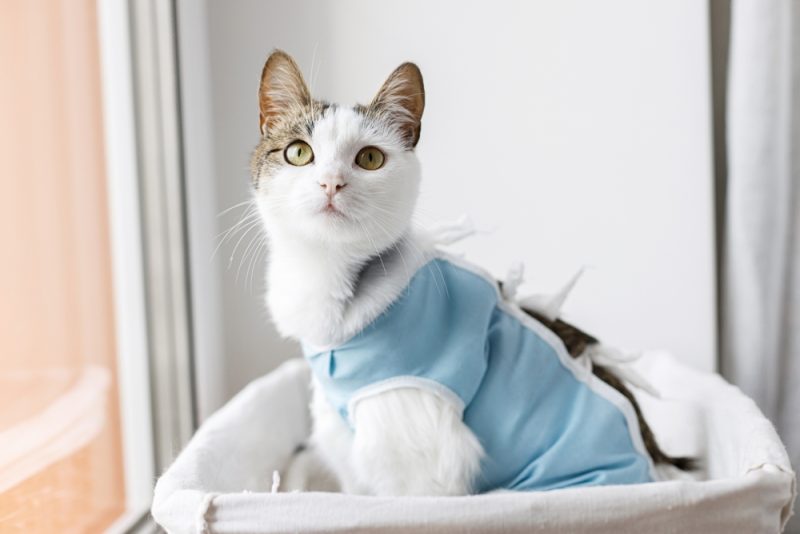 cat recovering from spay surgery