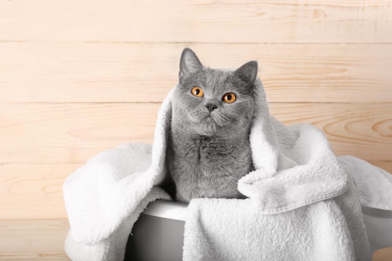 cat wearing a towel after a bath