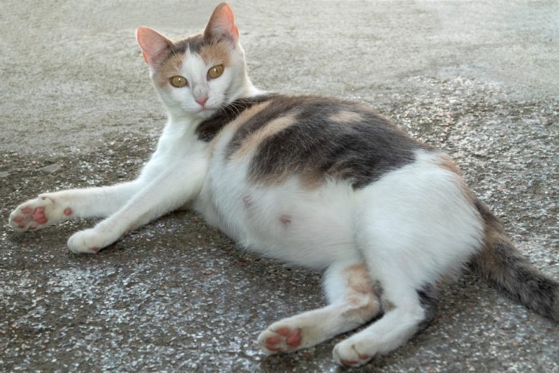 pregnant cat on the ground