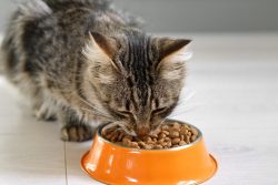 Why Is My Cat Always Hungry? 10 Vet-Verified Reasons for Excessive