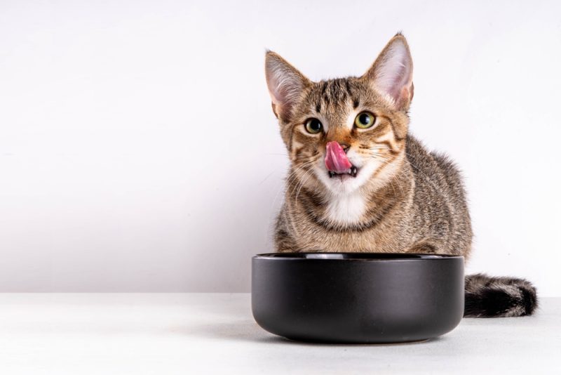 tabby kitten eating kibble from the feeding bowl